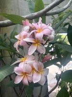 植物館の見どころ６月③