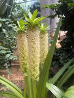 植物館の見どころ７月②