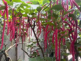 植物館の見どころ９月①
