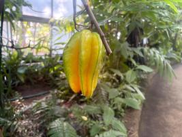 植物館の見どころ９月②