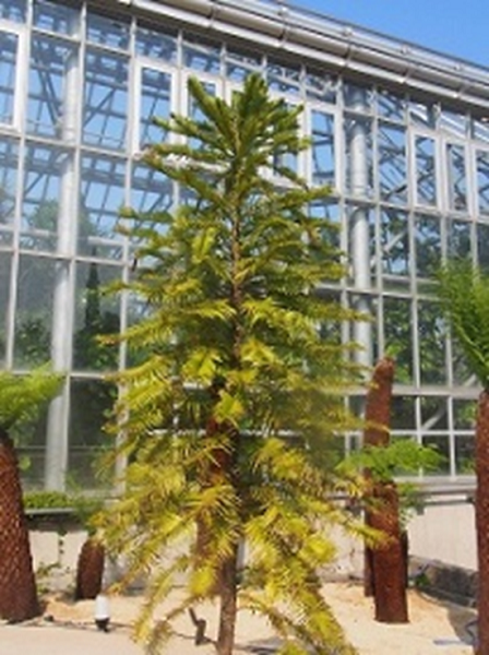 世界を旅する植物館 ときわ公園 山口県宇部市