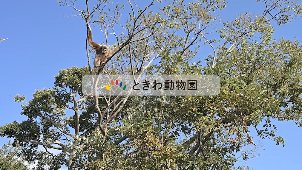 ときわ公園|山口県宇部市