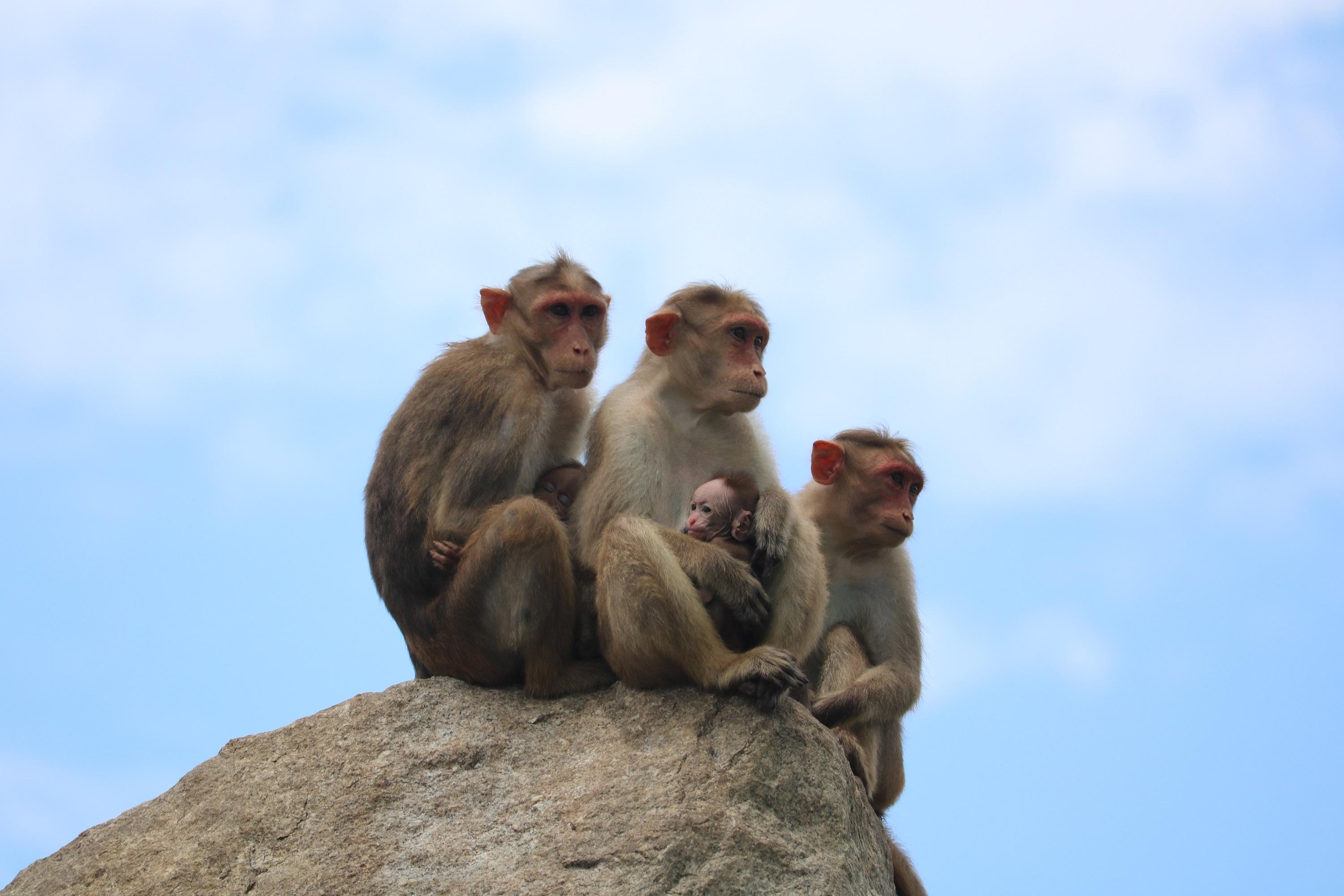 動物園の役割