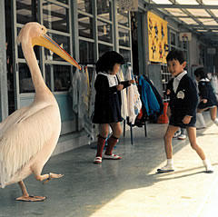 市内の幼稚園に通うカッタ君