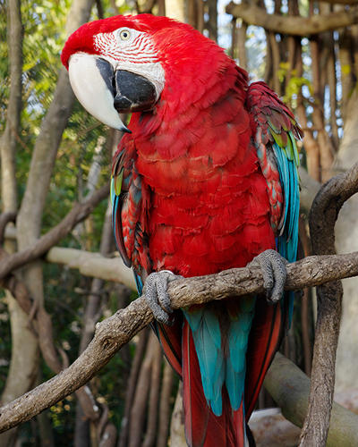 ベニコンゴウインコ ときわ動物園 ときわ公園 山口県宇部市