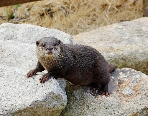 コツメカワウソ ときわ動物園 ときわ公園 山口県宇部市