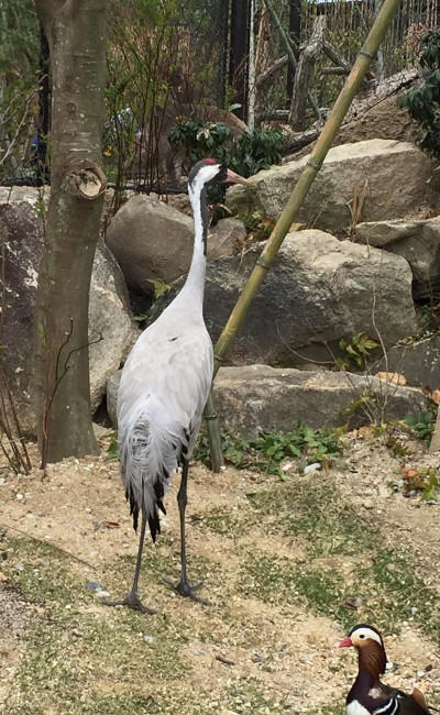 クロヅル
