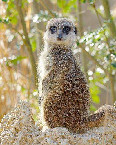 ミーアキャット ときわ動物園 ときわ公園 山口県宇部市