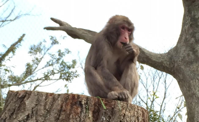 ニホンザル ときわ動物園 ときわ公園 山口県宇部市