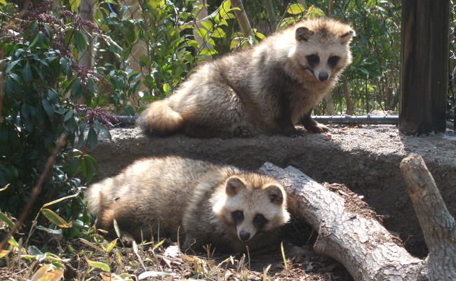 タヌキ ときわ動物園 ときわ公園 山口県宇部市