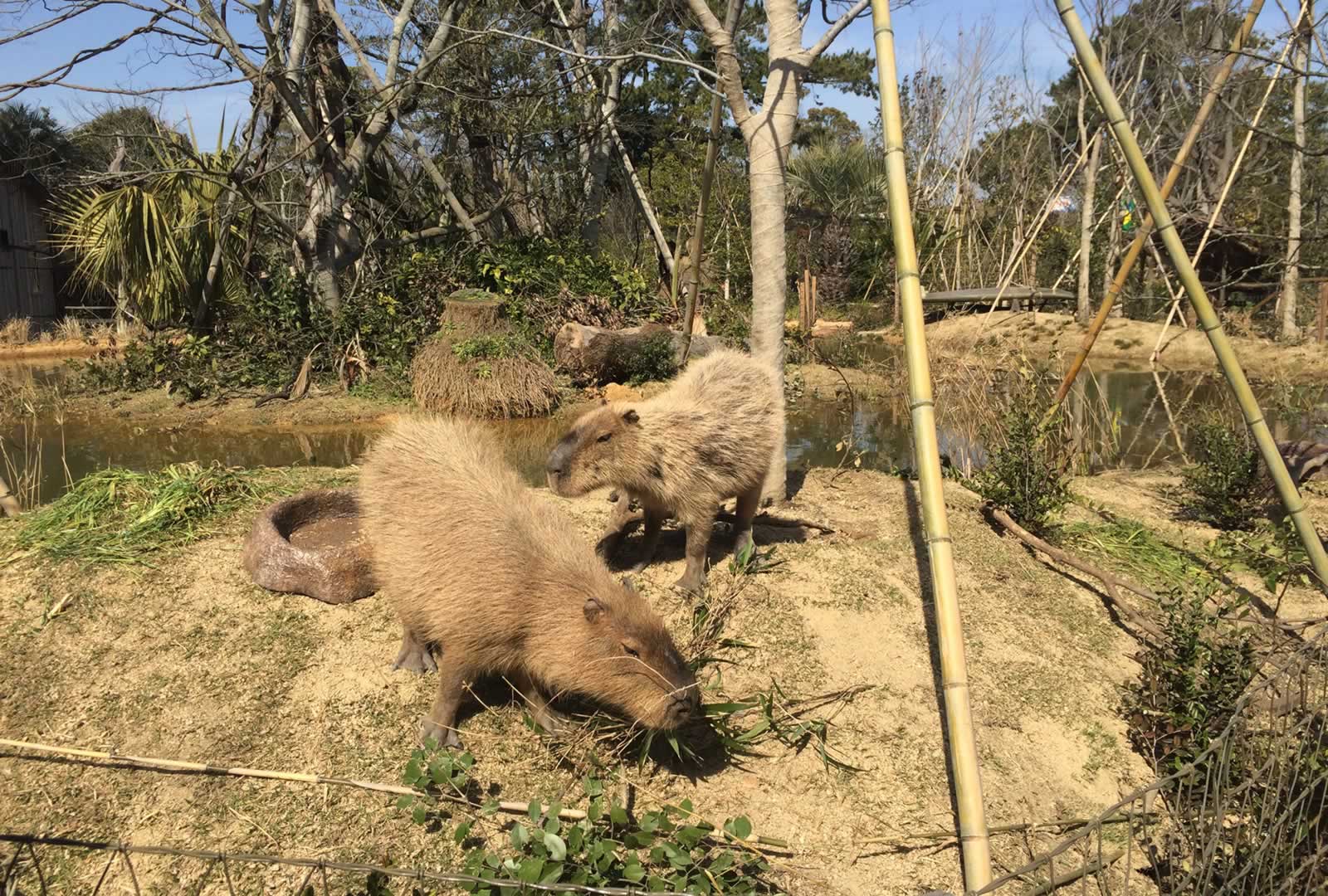 イベント一覧 ときわ動物園