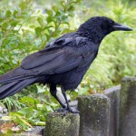 １０月１日　野鳥調査