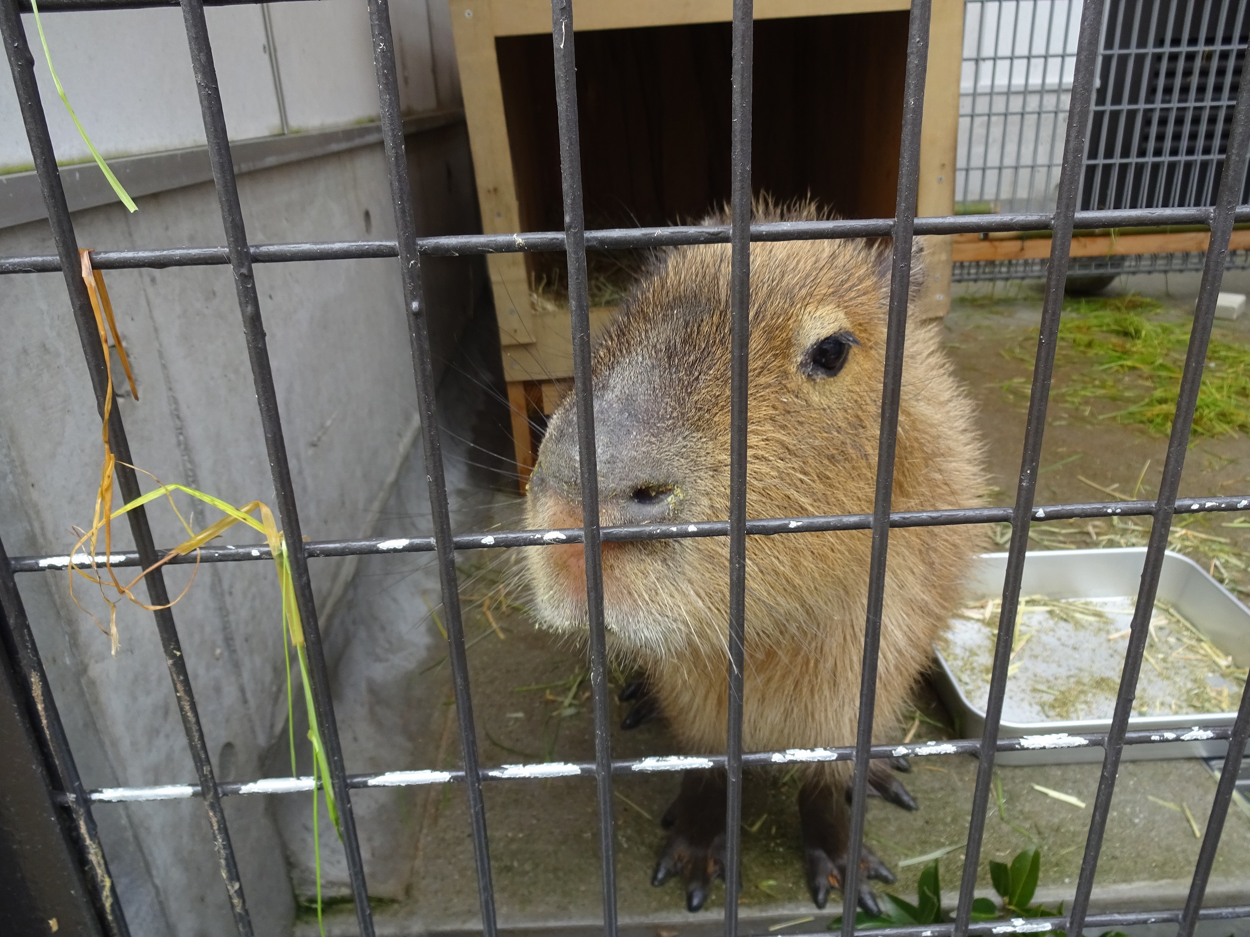 １月７日　となりの緑餌（りょくじ）