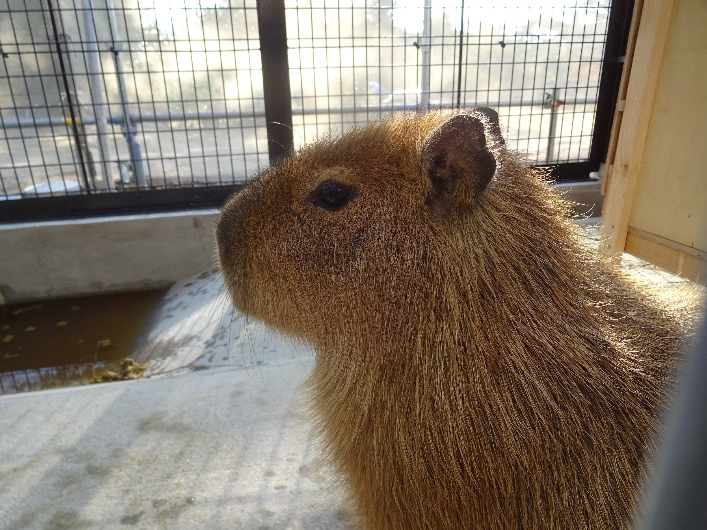 １０月１７日　カピバラ、ワサビの一日