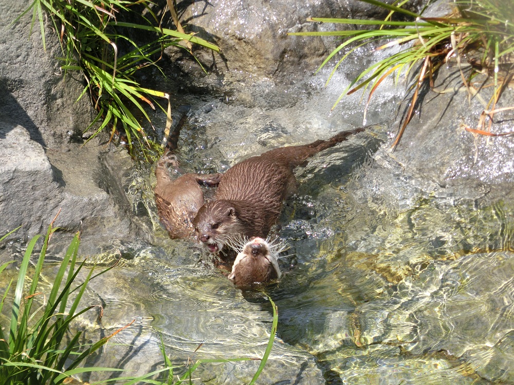 ４月２９日　じゃれるカワウソ、心安らぐボンネット