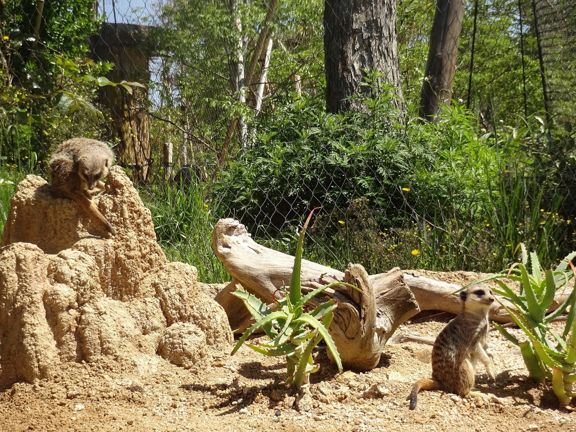 ５月１２日　リカがお引越ししました