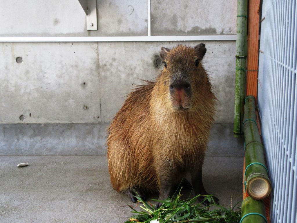 9月28日　新入りカピ！