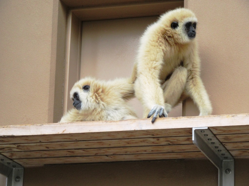 9月17日　ミニ動物園の動物たちの今・・・