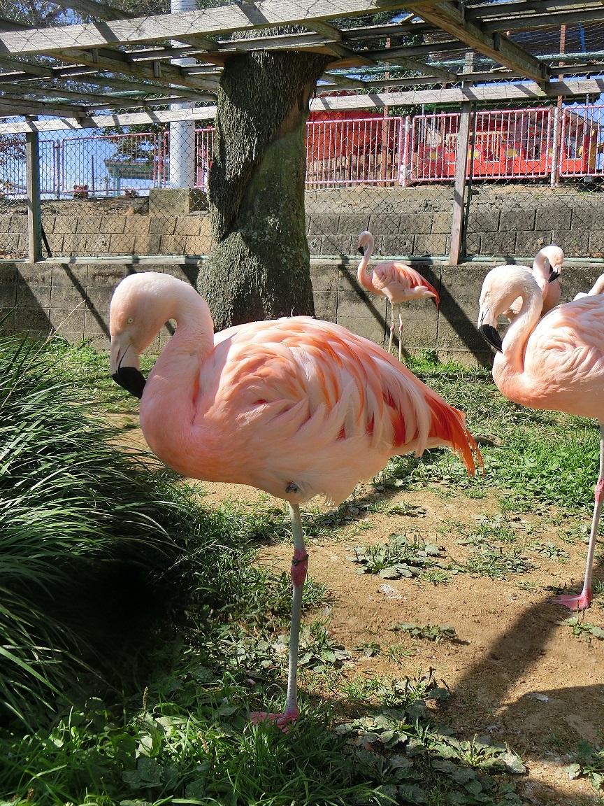 ４月２１日 足に注目 飼育員ブログ ときわ動物園 ときわ公園 山口県宇部市