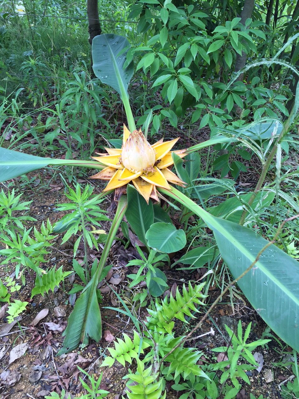 7月19日　チユウキンレンの開花