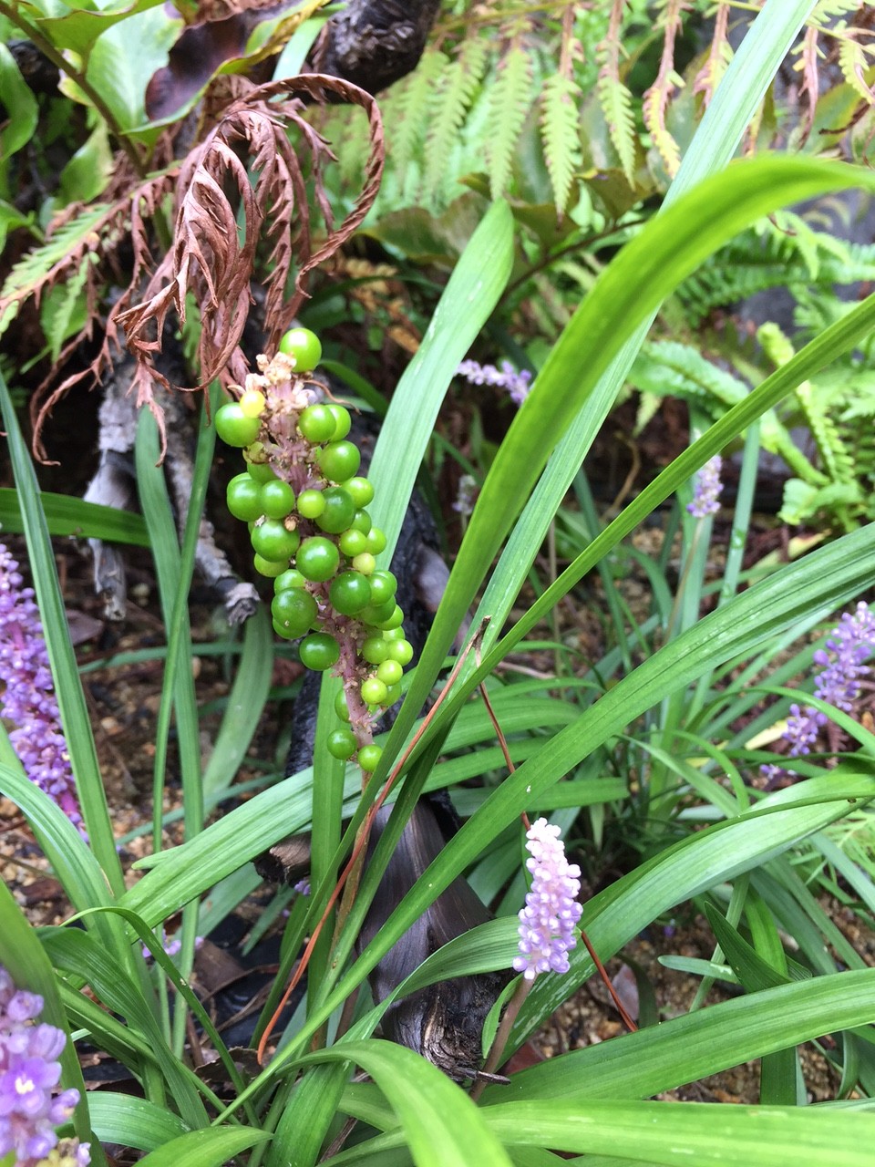 9月3日　小さい秋