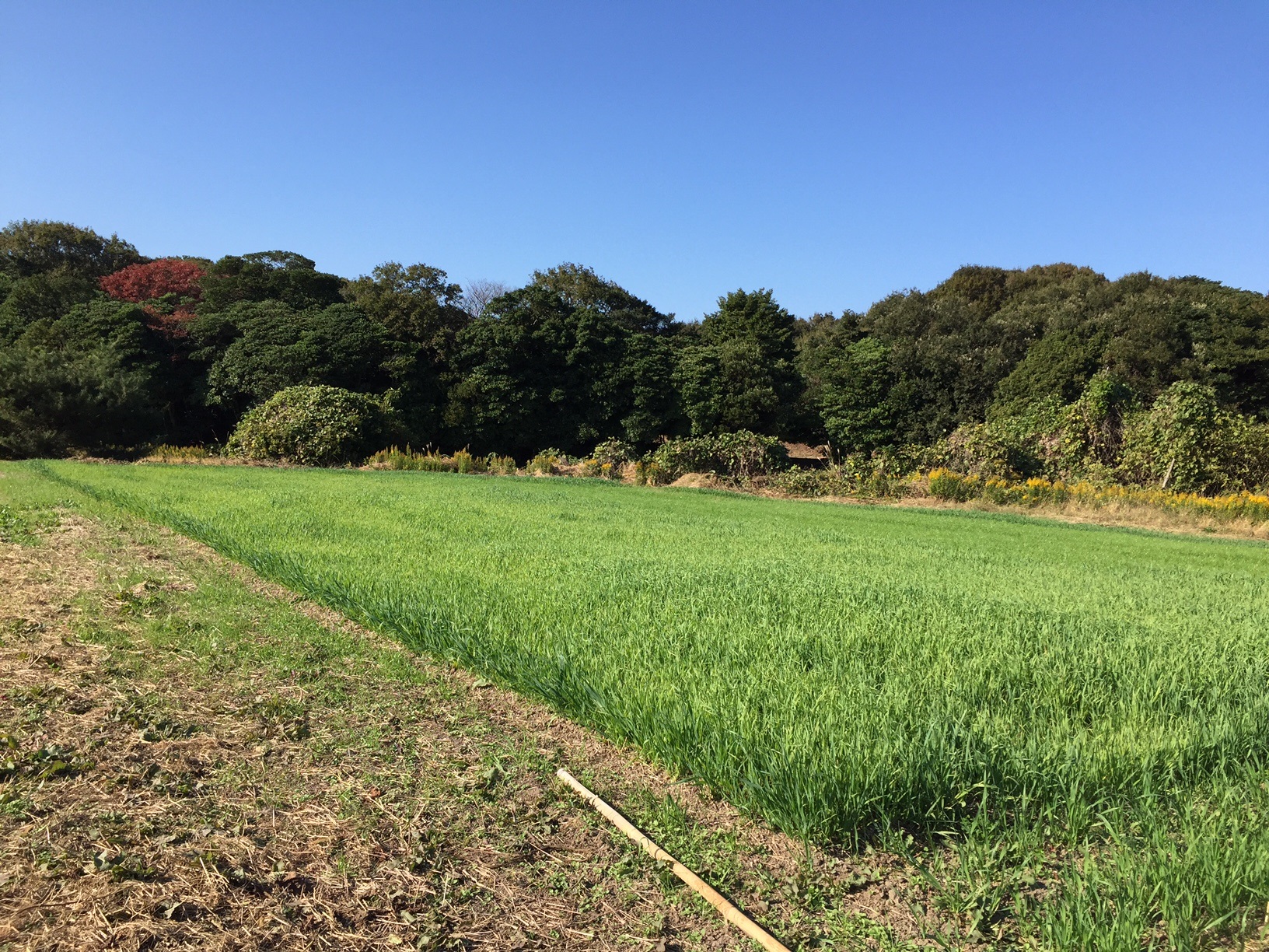 11月16日　青・蒼・緑・碧・銀・・・