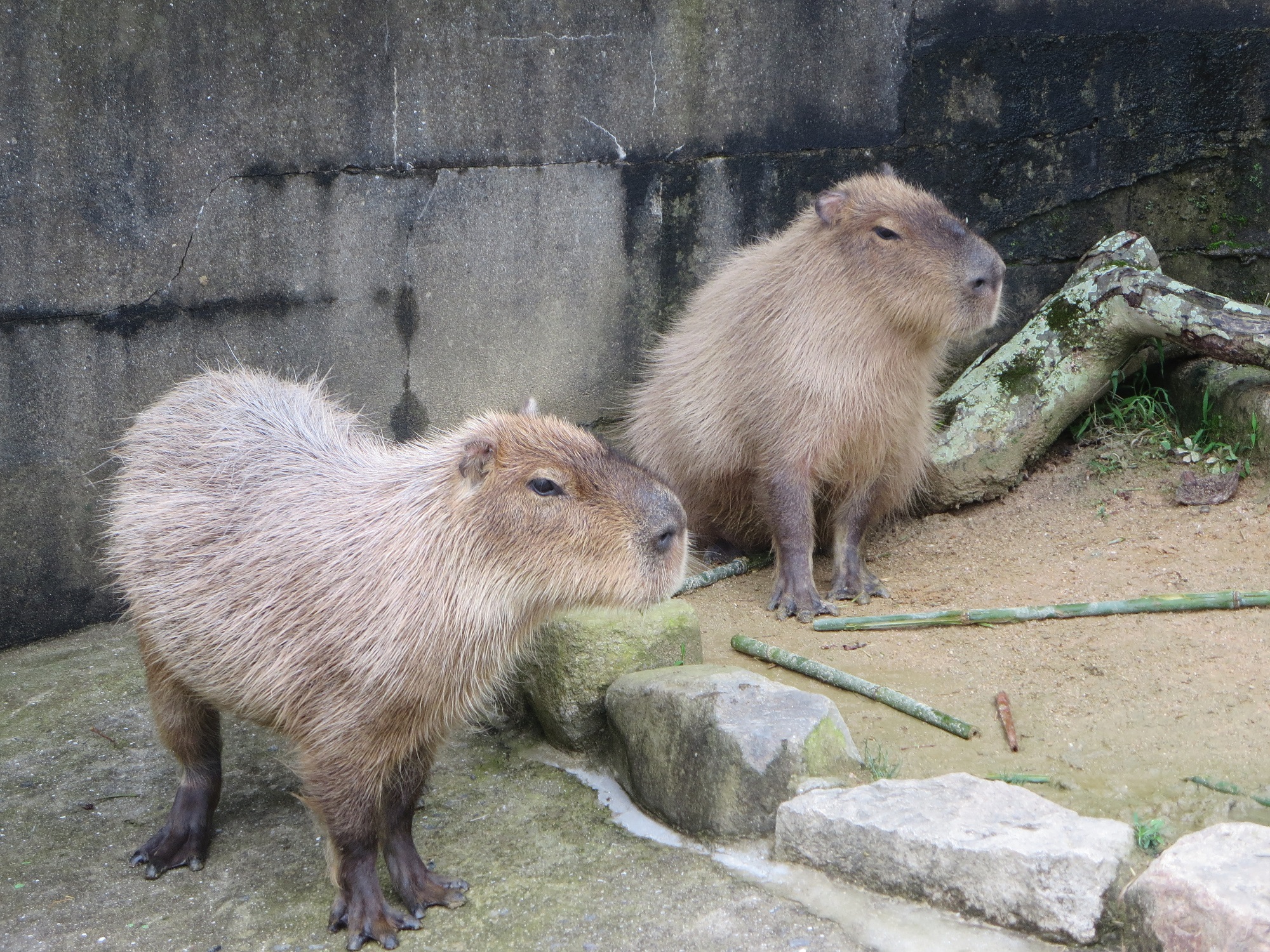 ７月７日　七夕