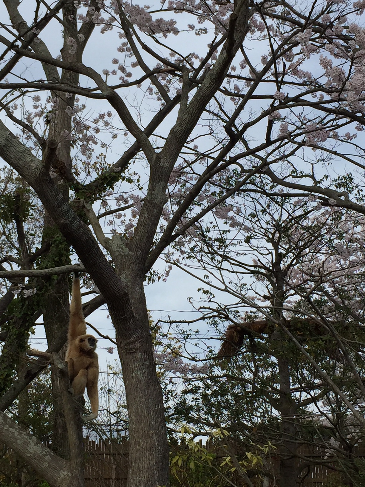 4月6日　花と花のあとは・・・