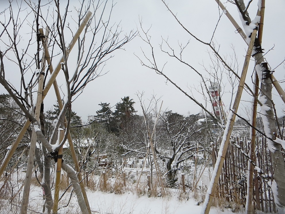 １月２５日　まっしろ！