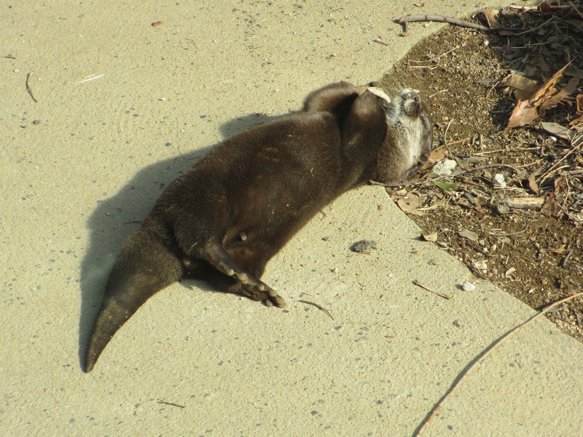 １１月１１日　カワウソのお手玉