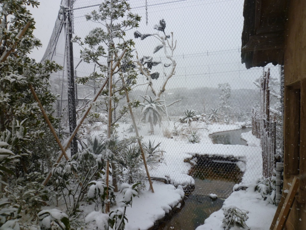 １月２６日　雪！