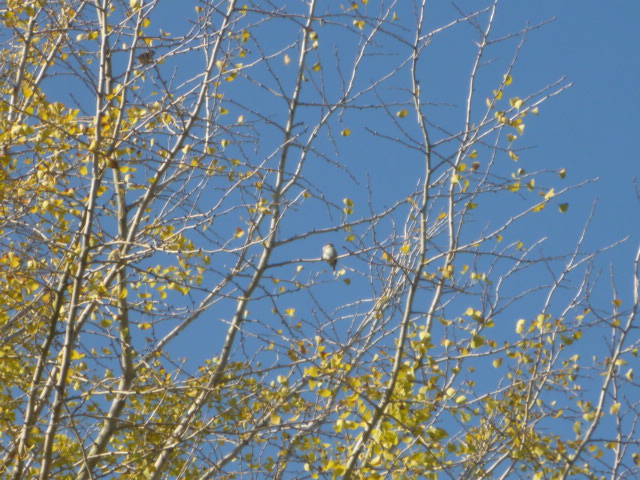 動物園にくる野鳥