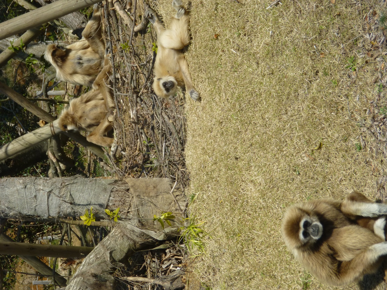 ４月１４日　動物園日和