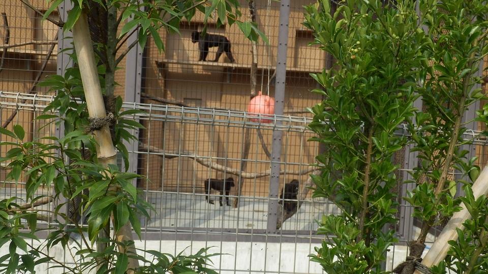 １０月９日　クロザル親子