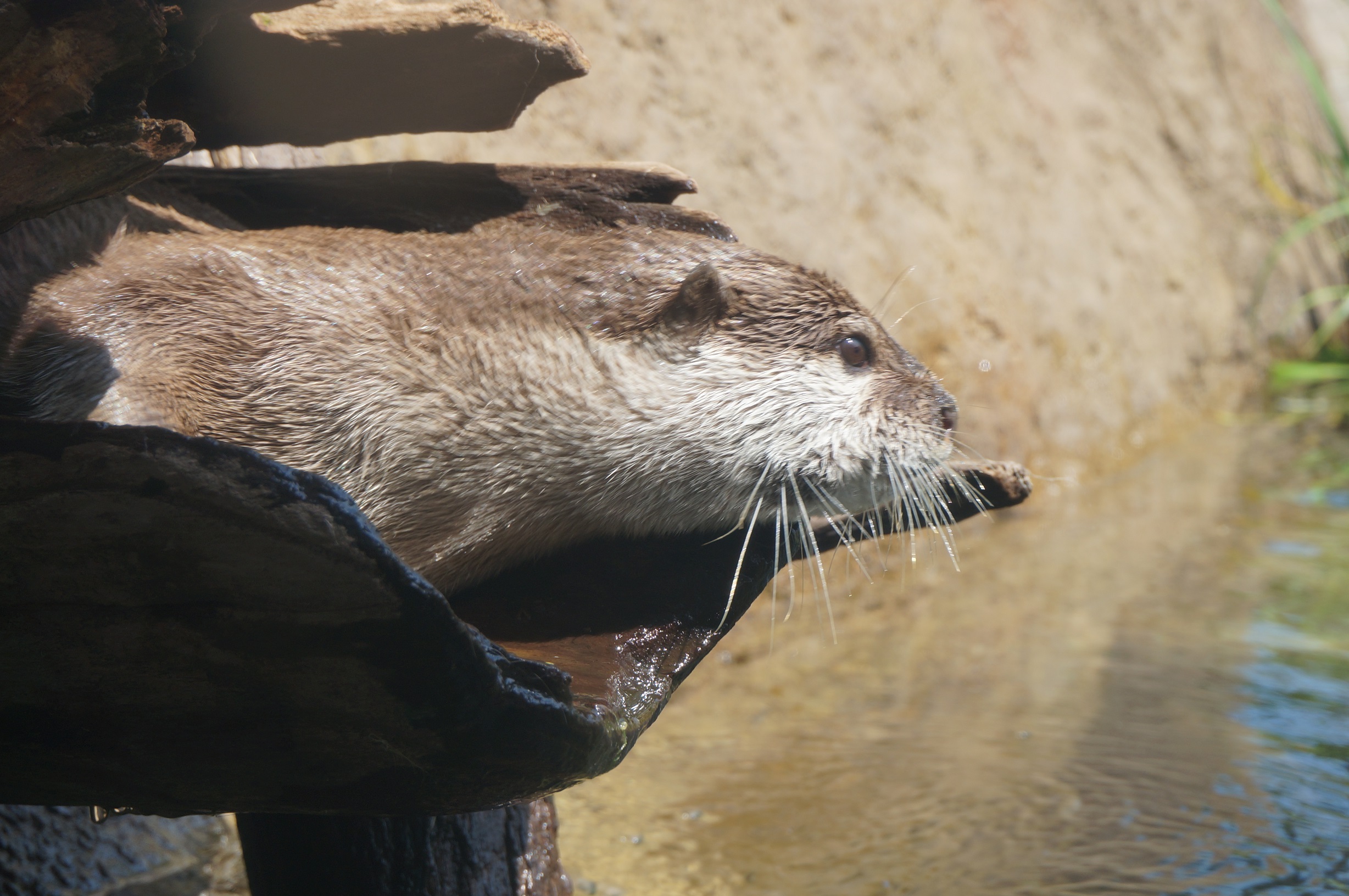 ６月３日　カワウソって何食べるの？