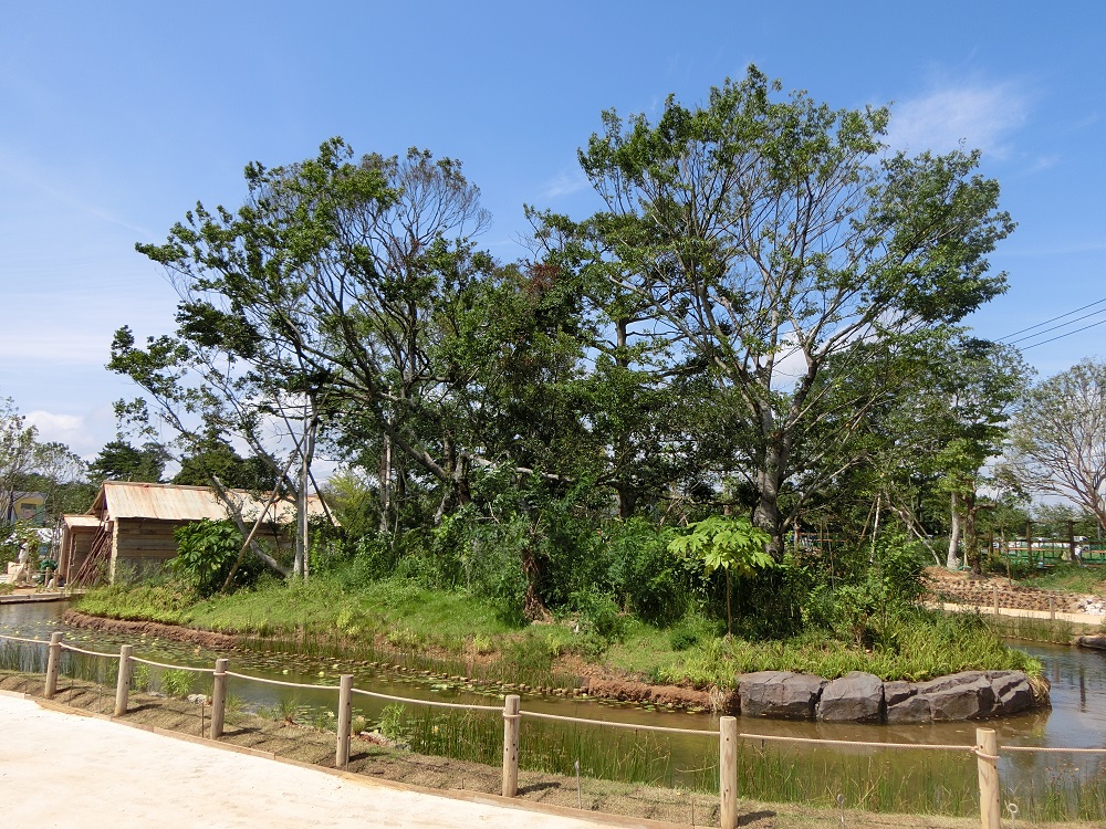 ５月１０日　シロテを調べてます