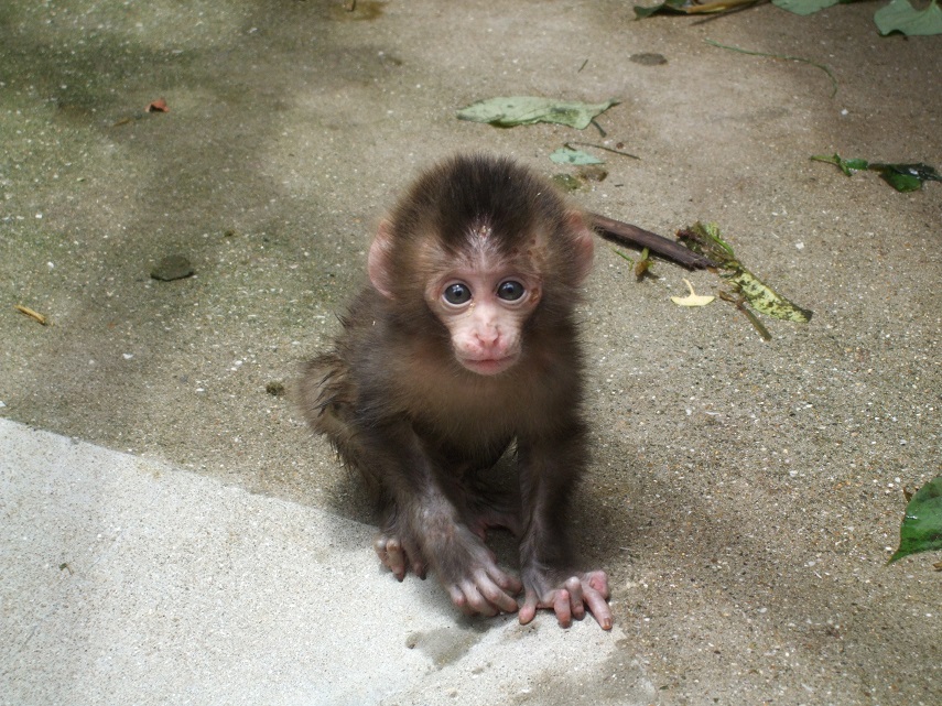 7月１４日 ニホンザルからのお知らせ 飼育員ブログ ときわ動物園 ときわ公園 山口県宇部市