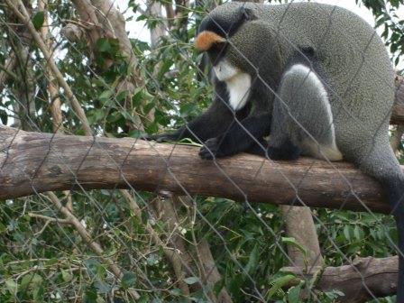 1月４日　飼育員の考えごと