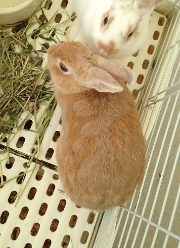 9月13日 おや？うさぎ の ようすが...？ - 飼育員ブログ - ときわ ...