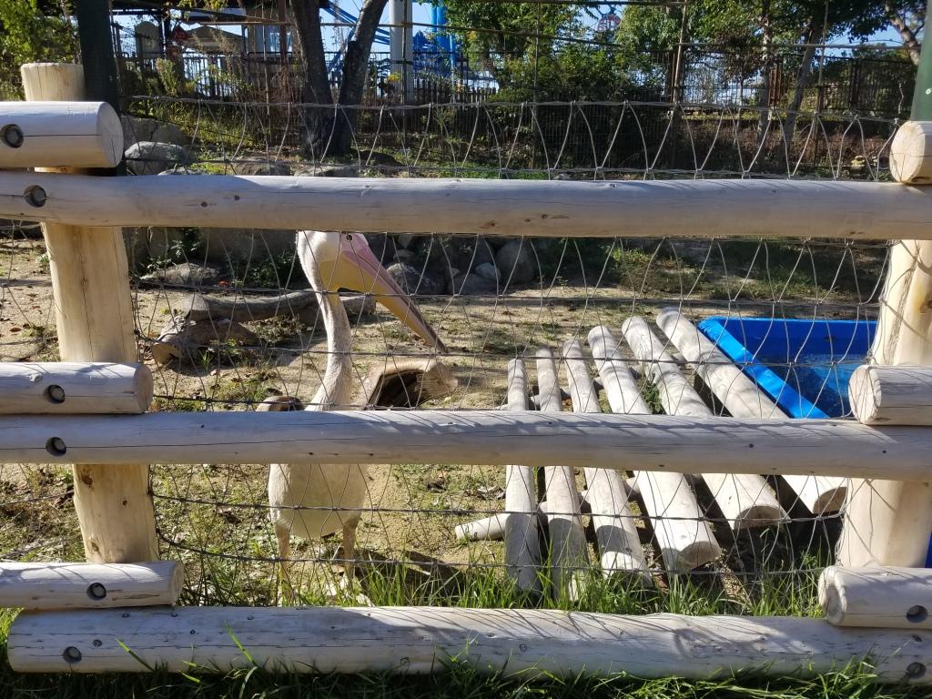 １０月２４日　雛たちのその後