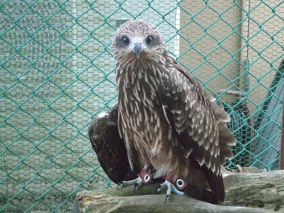 11月10日　傷病鳥獣について。