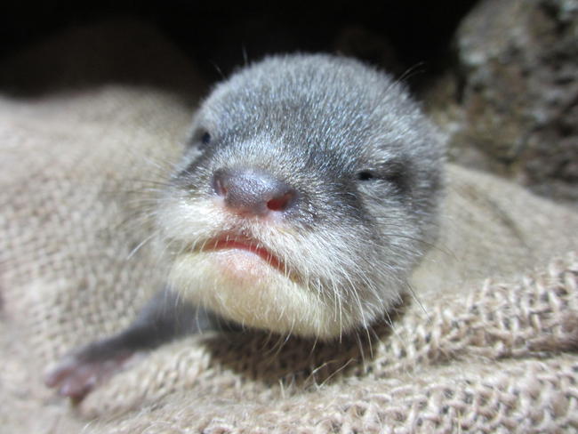 １２月４日 コツメカワウソの赤ちゃん成長記録 飼育員ブログ ときわ動物園 ときわ公園 山口県宇部市