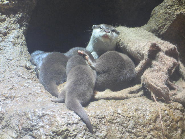 １月５日　コツメカワウソの赤ちゃん成長記録③～目がぱっちり、エサも食べるよ編～