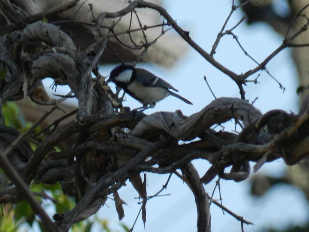 １月２２日　野鳥観察会と巣箱づくり