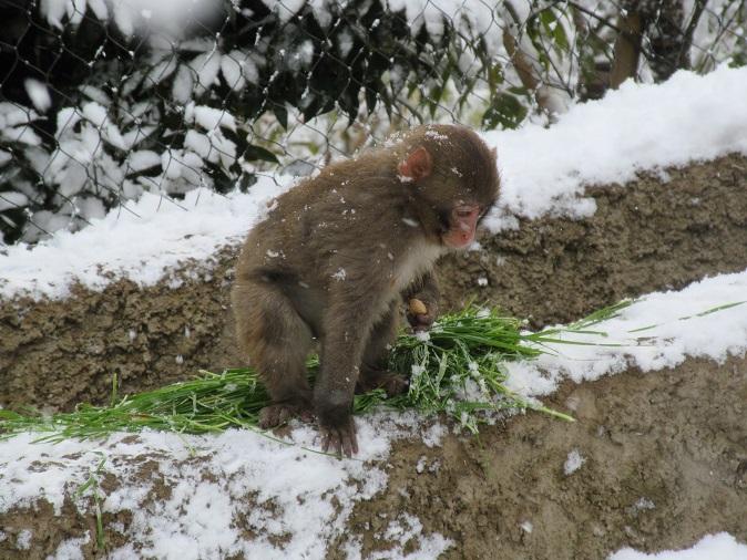 2月11日　飼育員の考えごと。