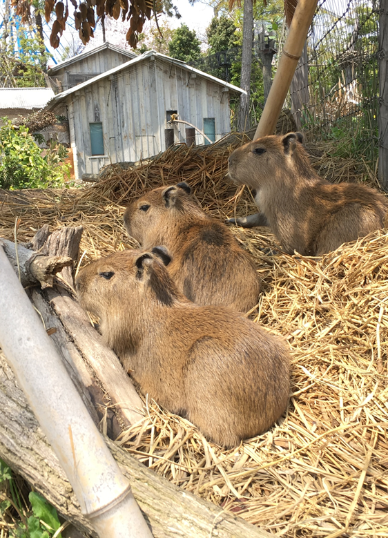 4月13日　カピバラ成長記録