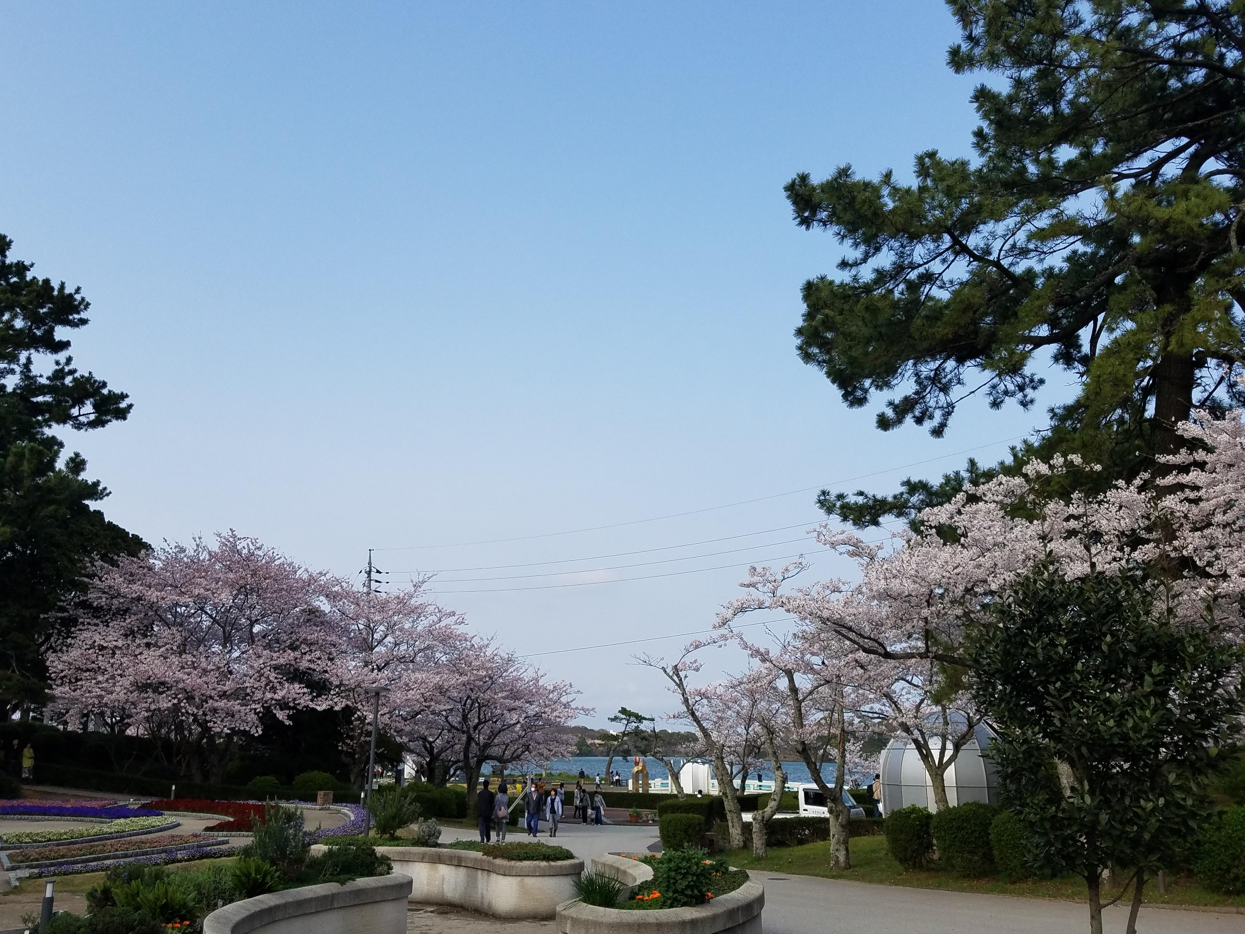 ４月９日　桜