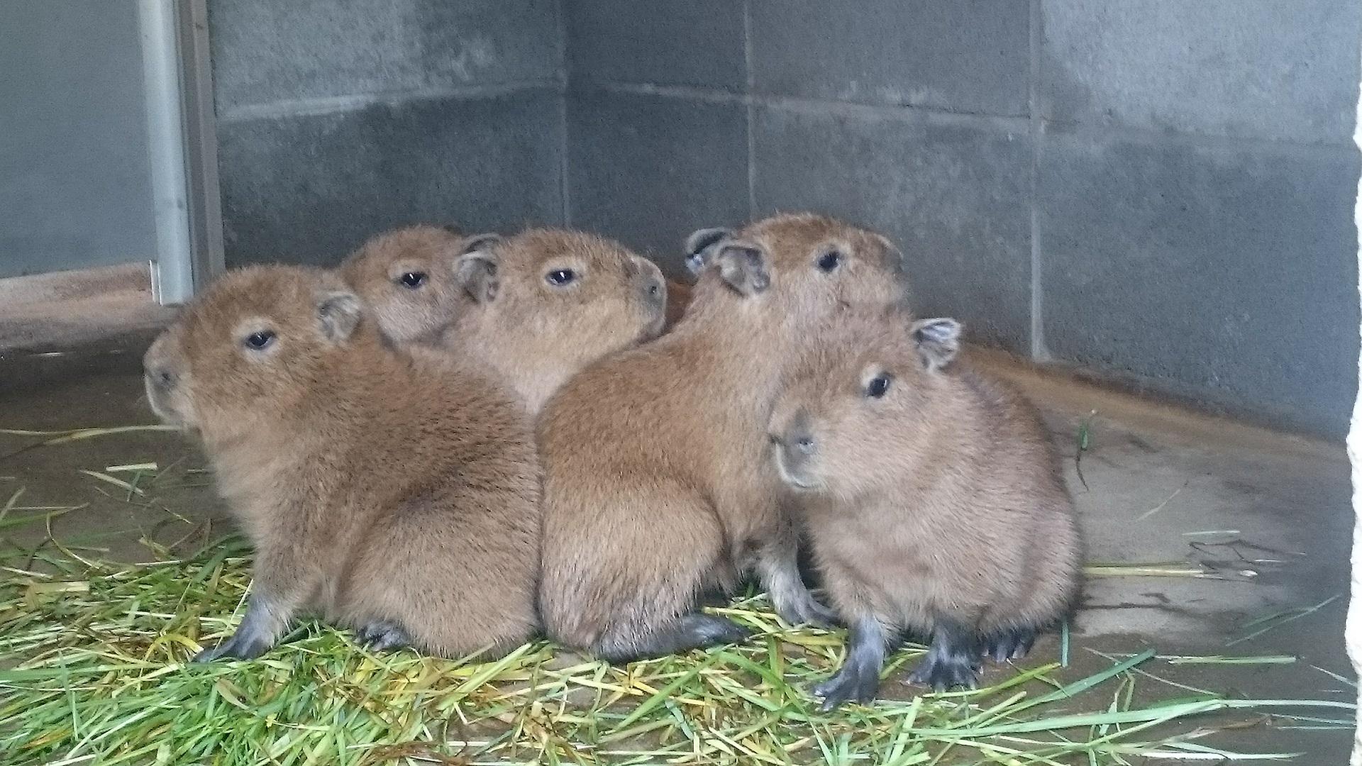 ４月７日　５つ仔生まれました！