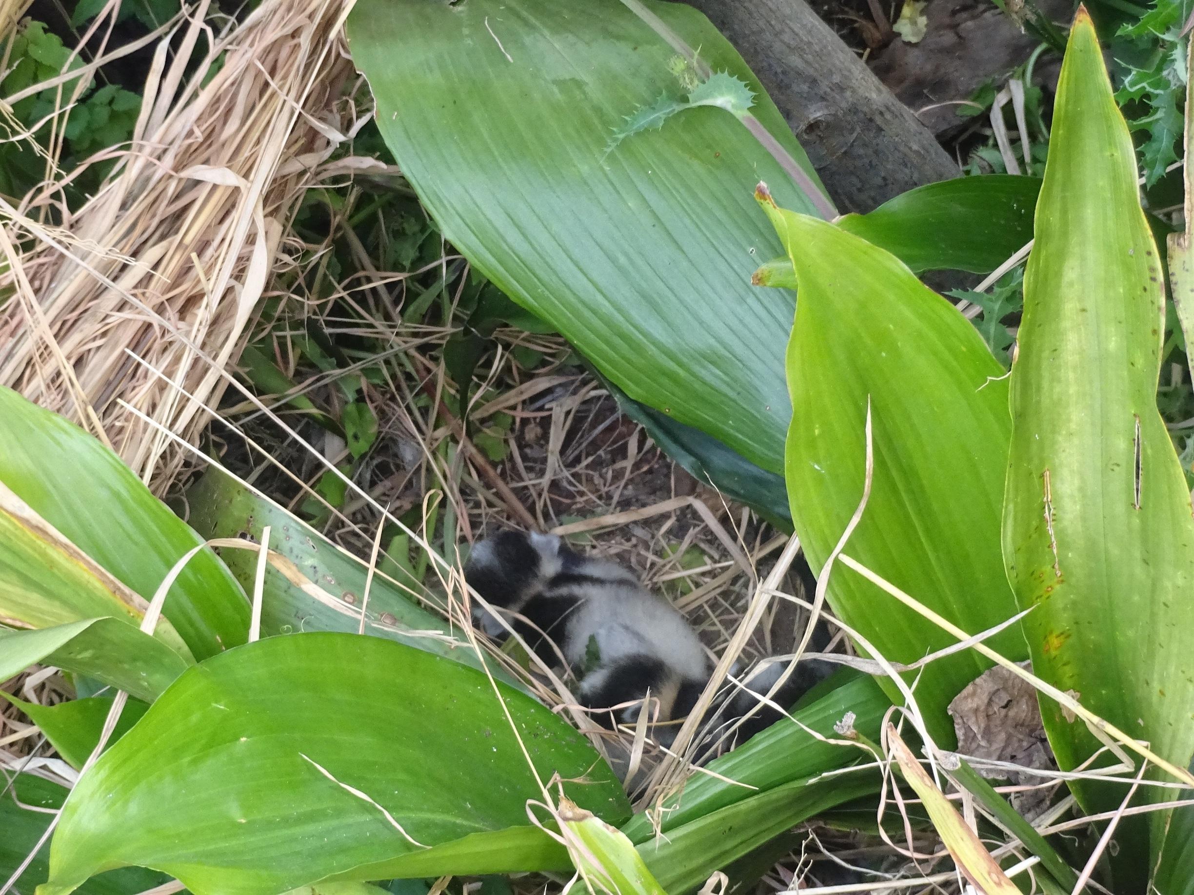 ５月１８日　ついに生まれた...！！