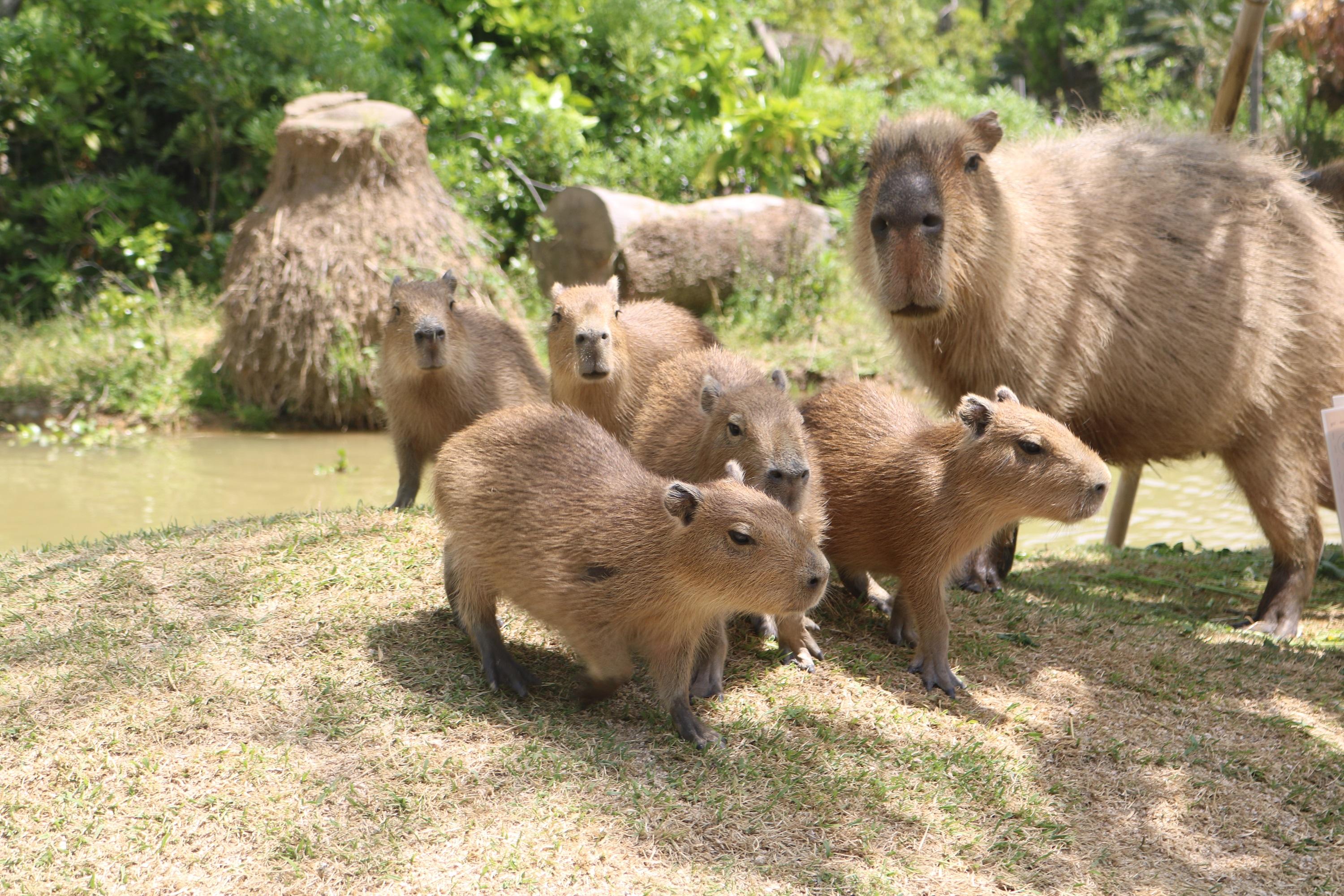 アオリイカ 沖 漬け 寄生 虫